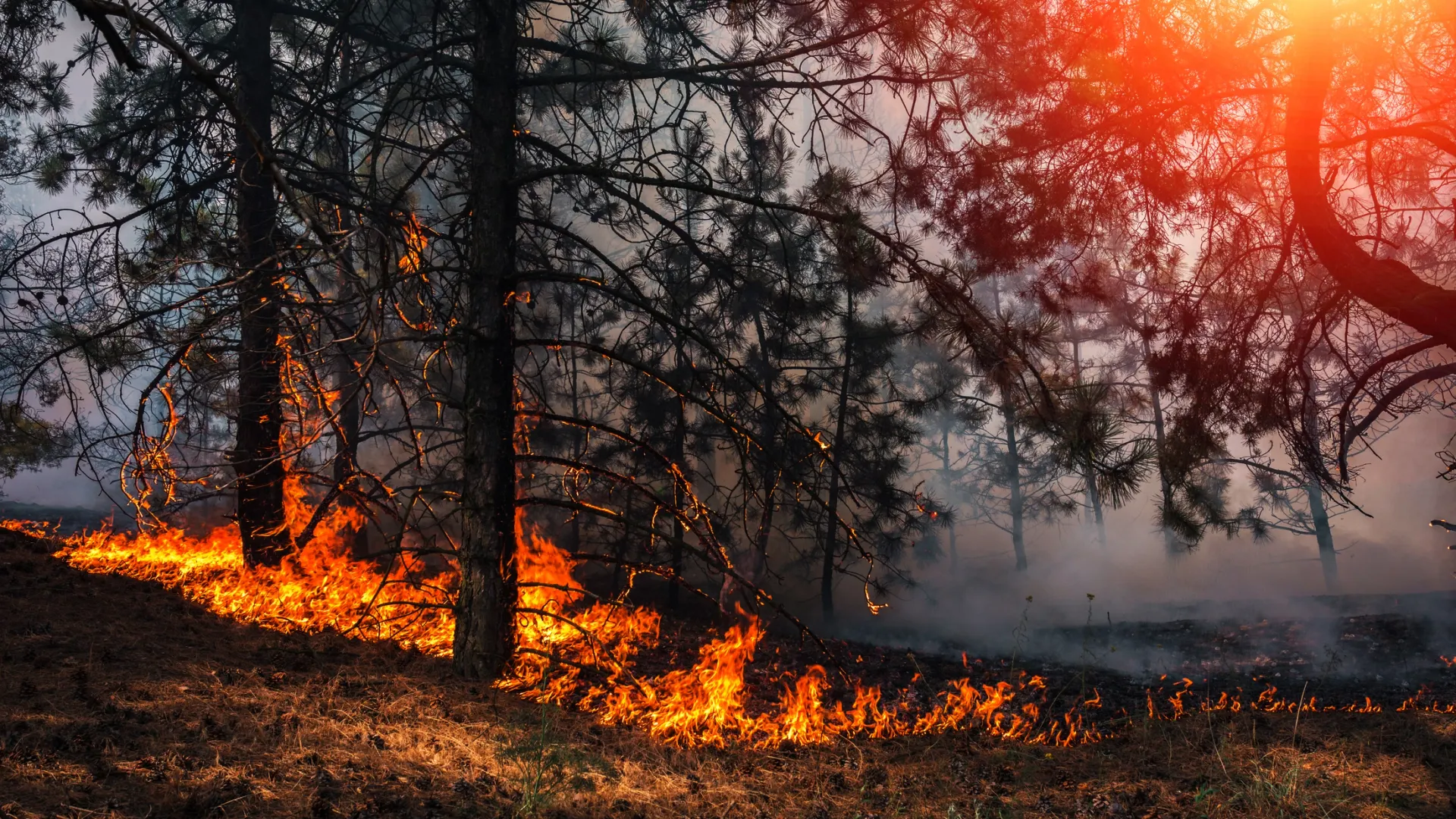 Фото: Lumppini/Shutterstock/Fotodom