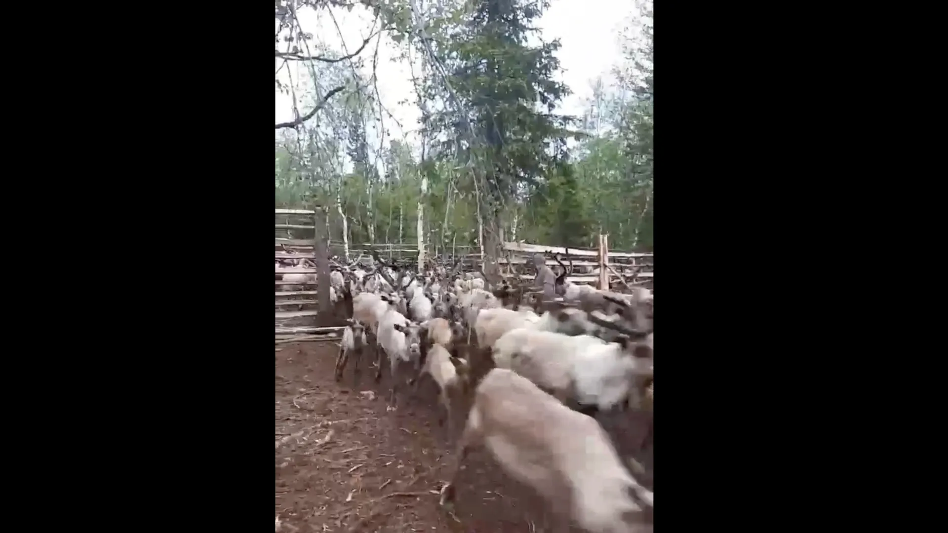 Кадр из видео: t.me/OlegNikolaevichPopov