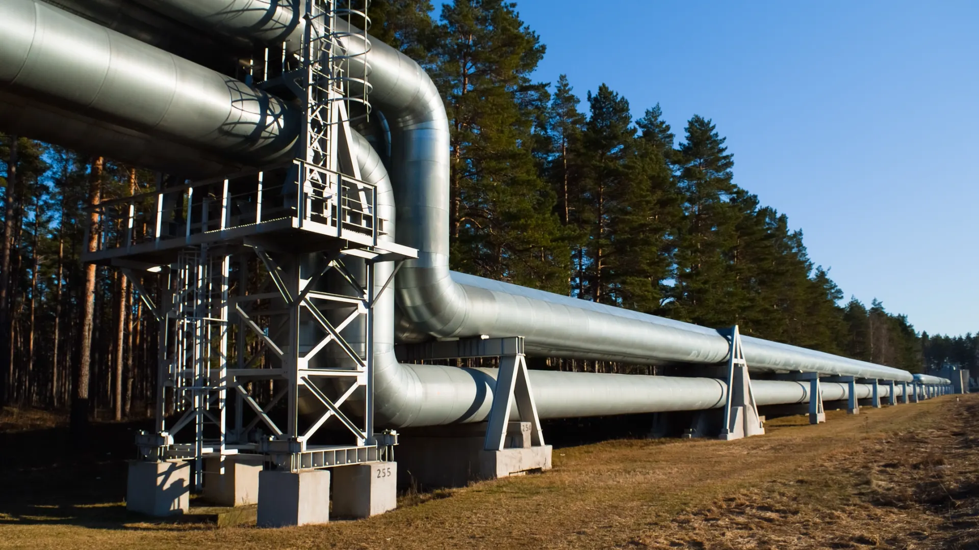 Фото: Fotokaleinar/Shutterstock/Fotodom