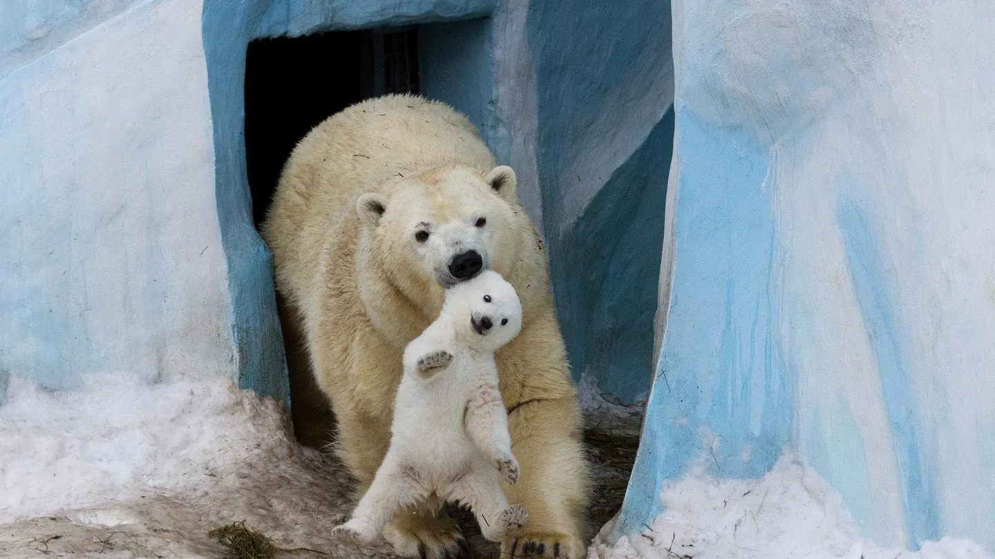 Фото: пресс-служба Новосибирского зоопарка имени Р. А. Шило