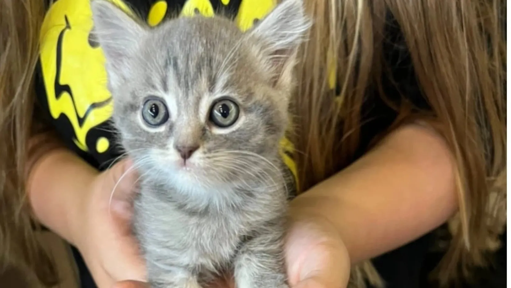 Фото: vk.com/zoohelp_nsk