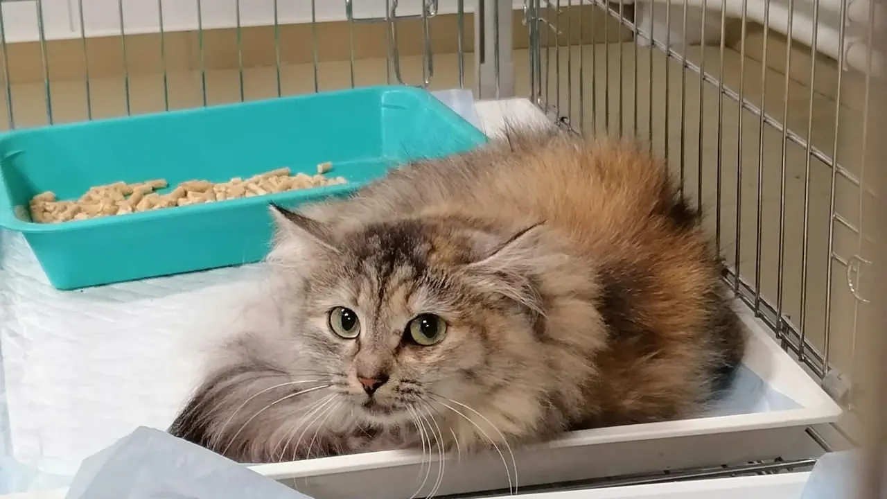 Фото: Эльвира Смолякова/vk.com/priyut_dobroe_serdce