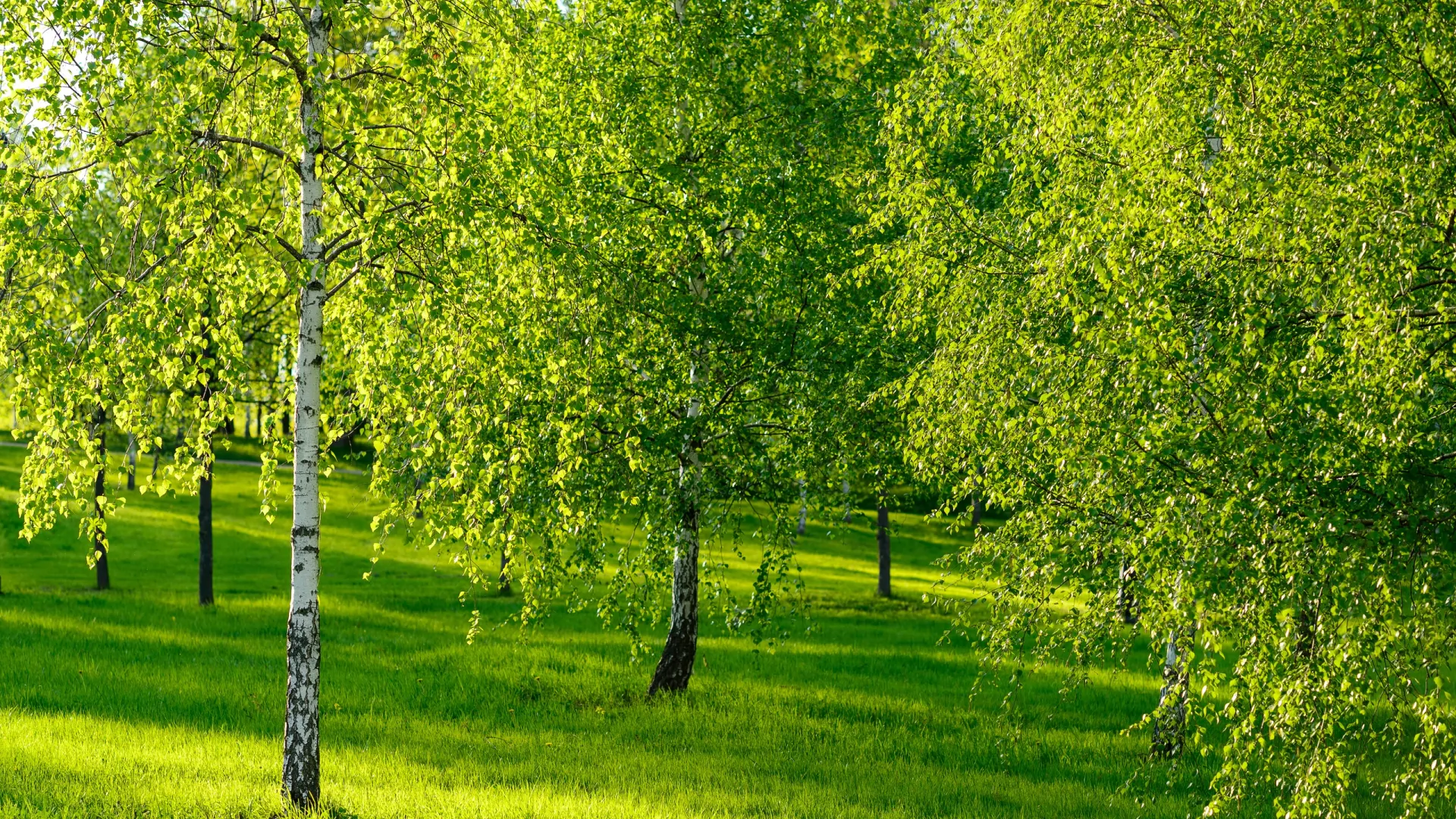 Фото: EvgenySHCH/Shutterstock/Fotodom