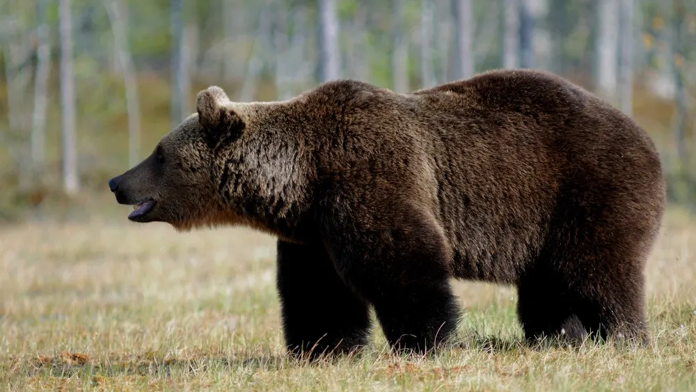 Фото: Nicola Destefano/Shutterstock/Fotodom