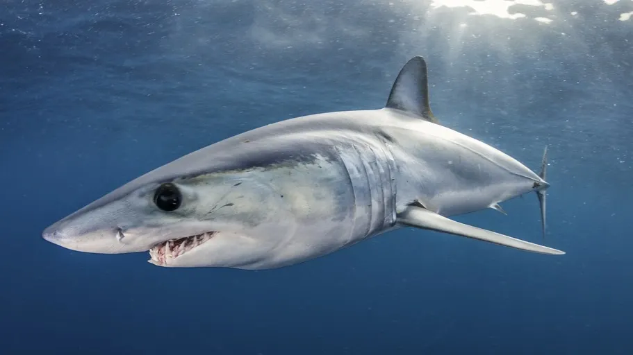 Фото: wildestanimal/Shutterstock/Fotodom