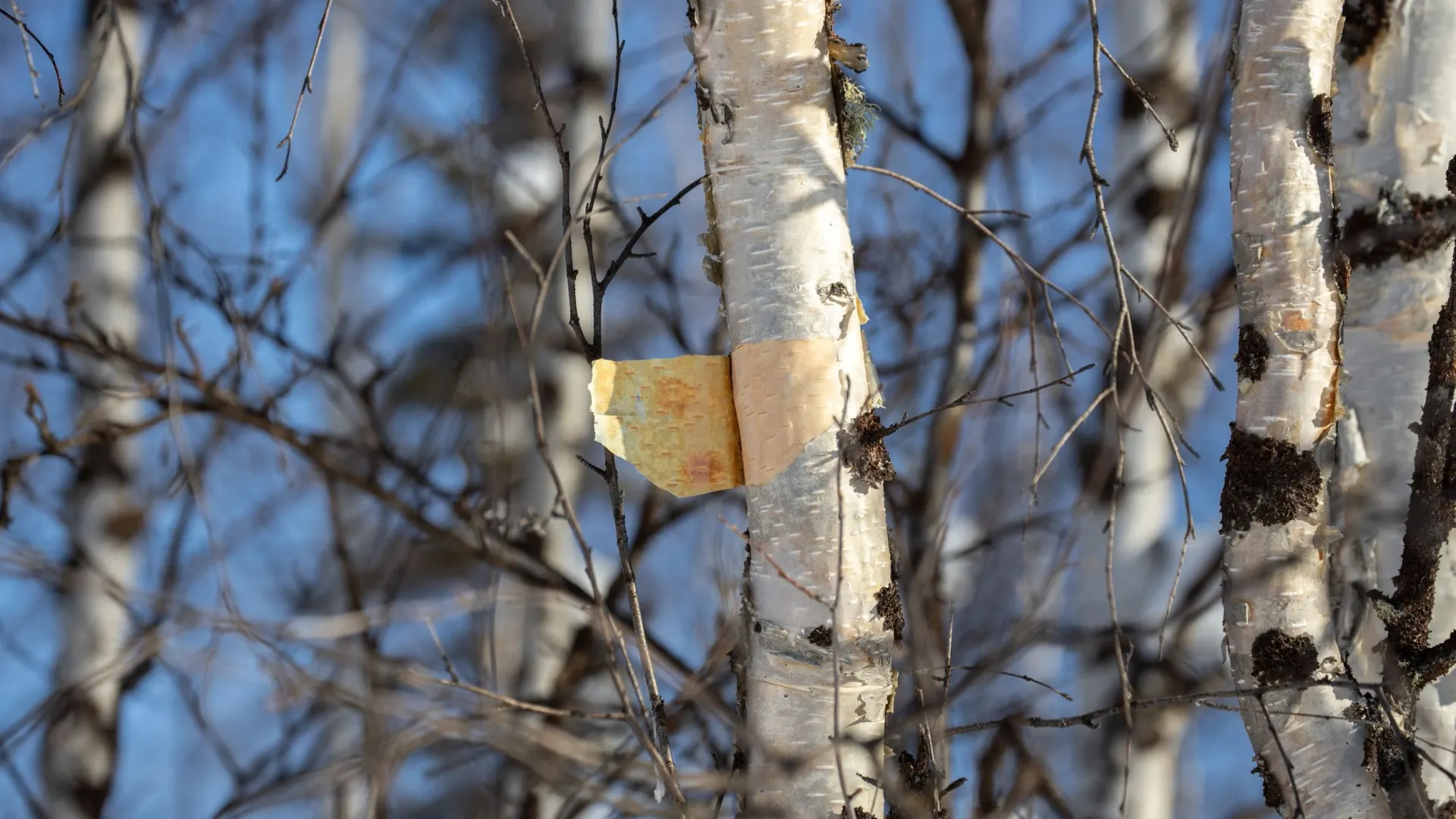 Фото: Фёдор Воронов/АНО «Ямал-Медиа»