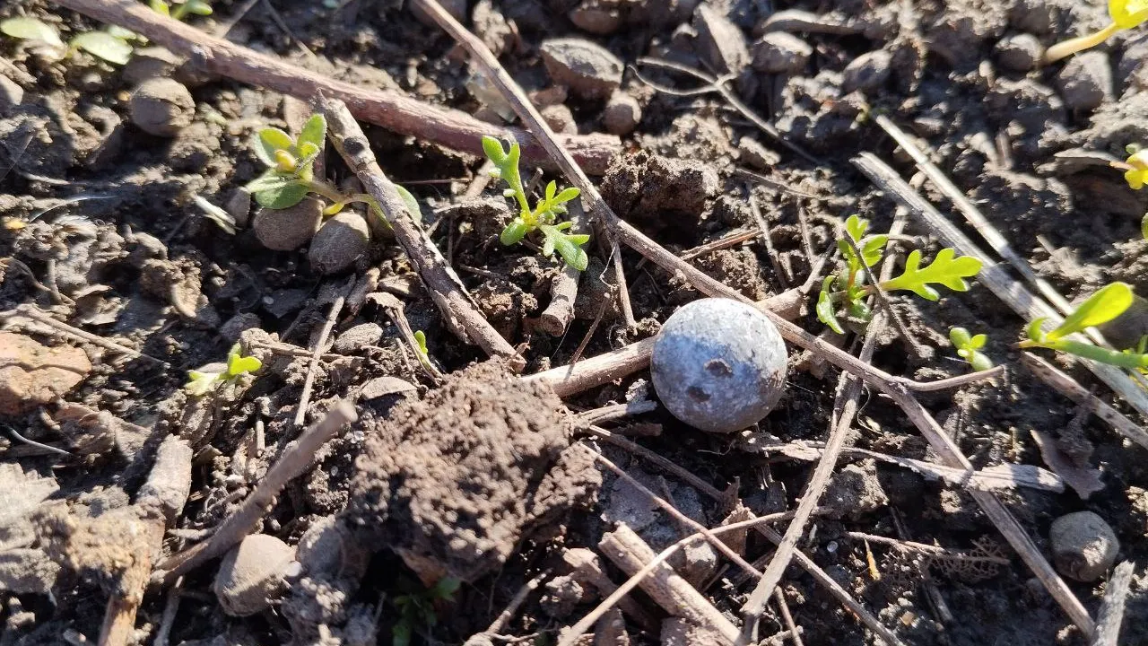 Фото: t.me/kurskadm/85937