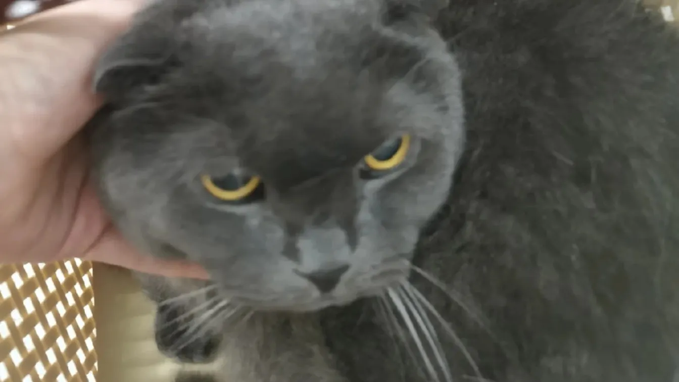 Фото: vk.com/priyut_dobroe_serdce