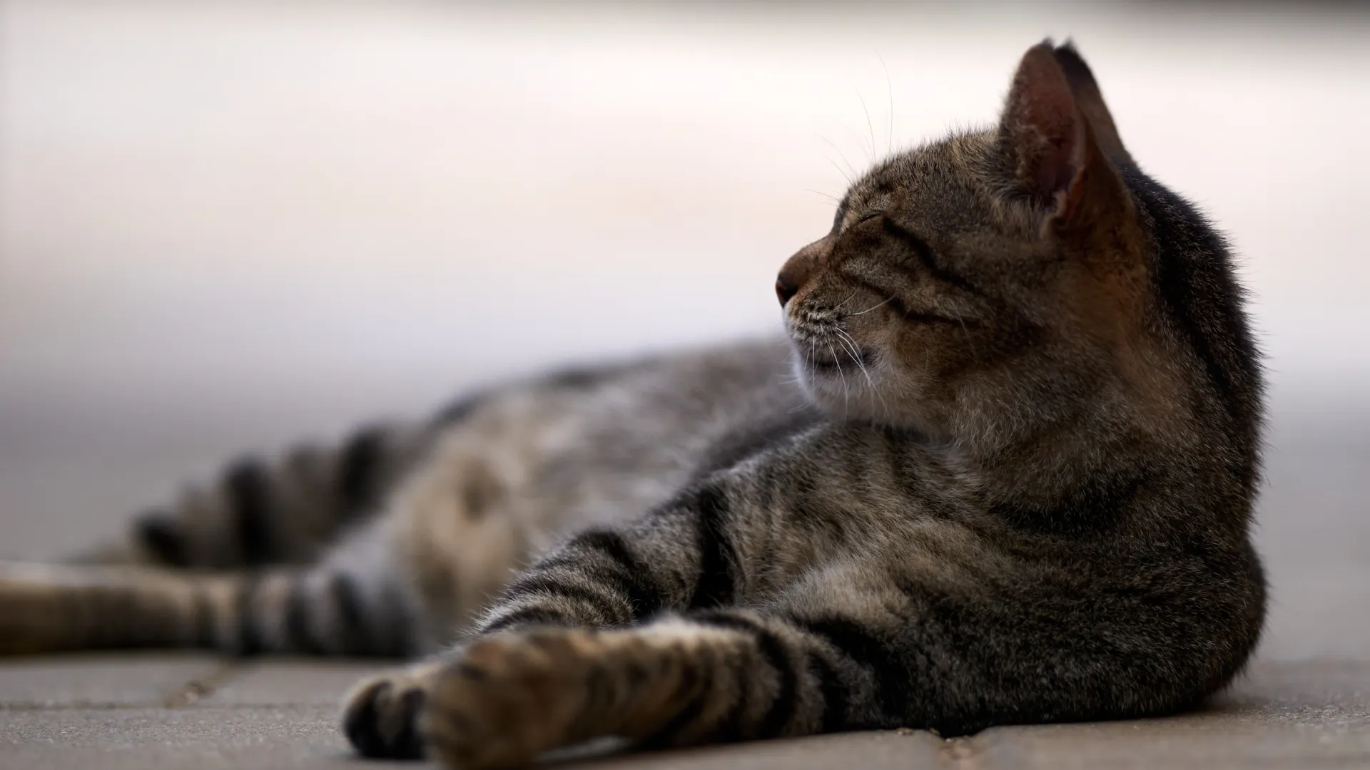 Фото: nadia_if/Shutterstock/Fotodom