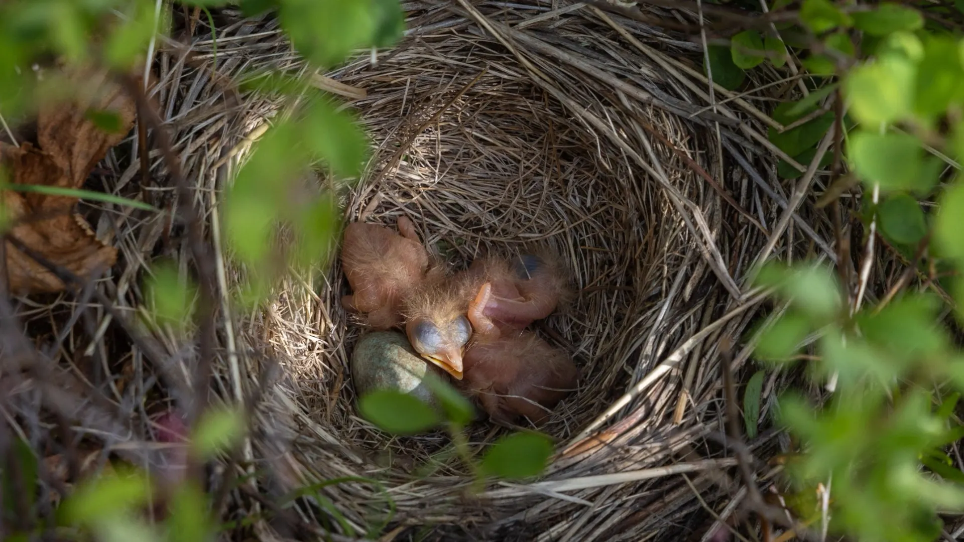 pic