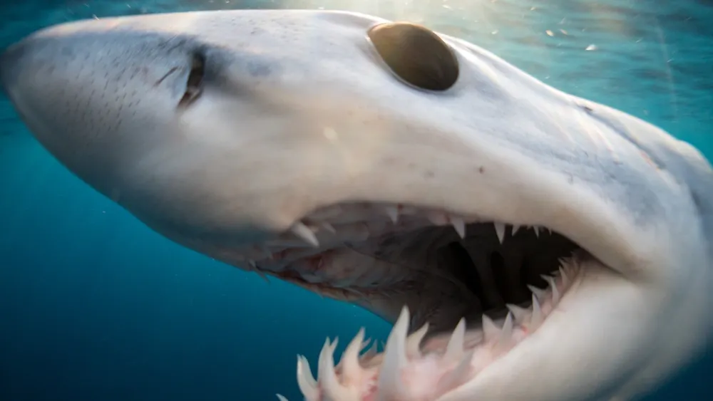 Фото: Lukas Walter/Shutterstock/Fotodom