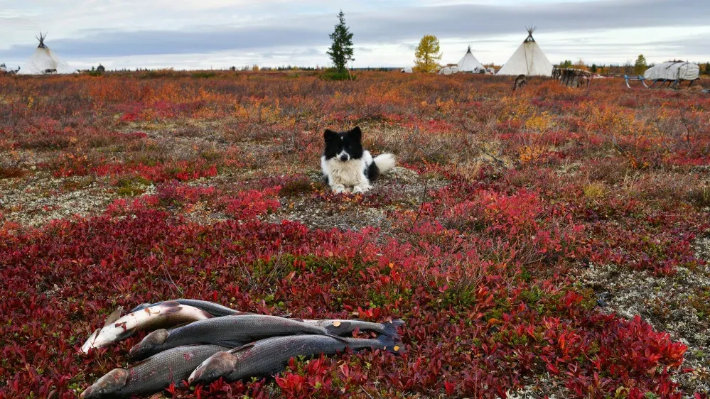 Фото: longtaildog/Shutterstock/Fotodom