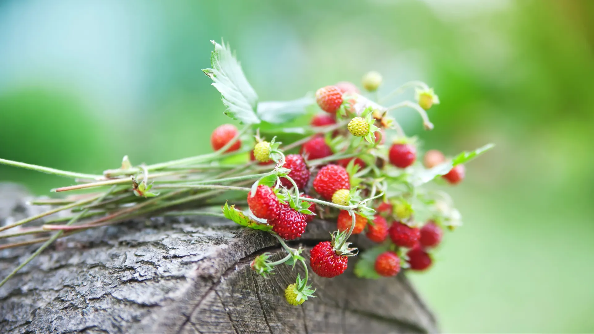 Фото: Liudmila Fadzeyeva/Shutterstock/Fotodom