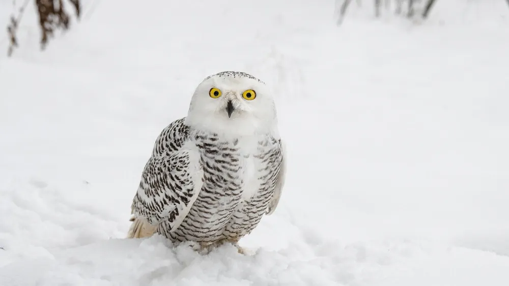 Фото: Evgeniya Fedorova Dramas/Shutterstock/Fotodom