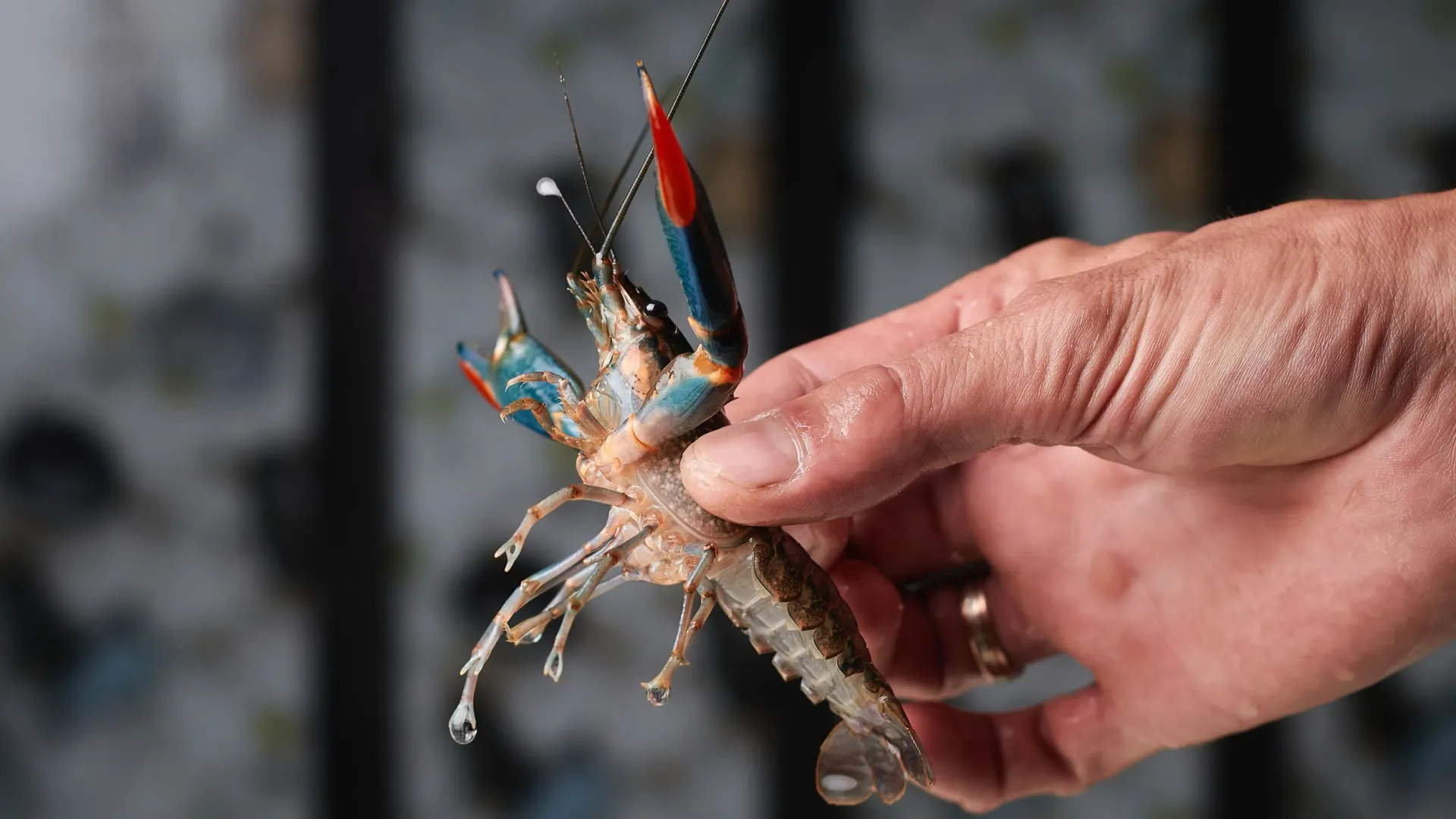 Фото: Aleksandr Gavrilychev/Shutterstock/Fotodom