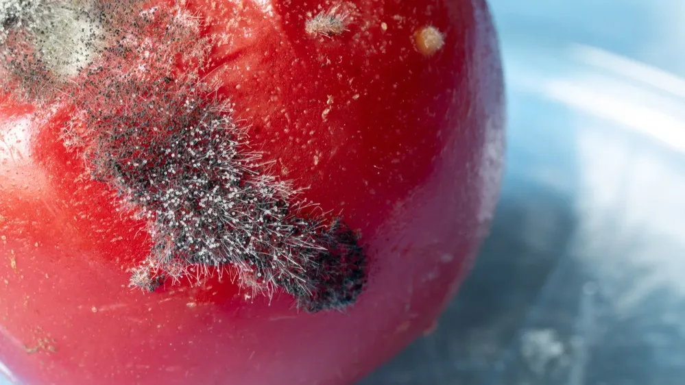 Фото: LariBat/Shutterstock/Fotodom