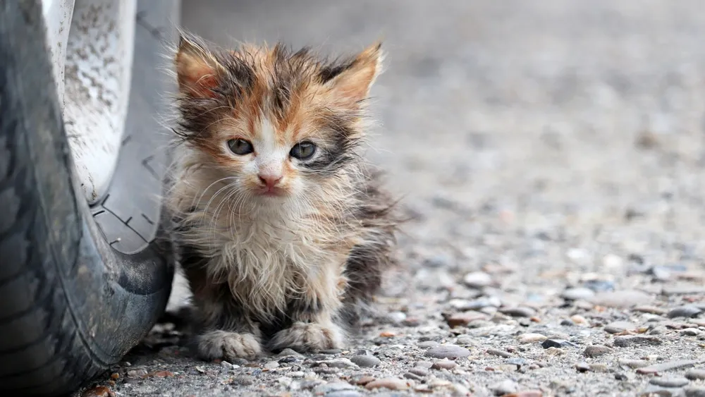 Фото: Oleg Elkov/shutterstock.com