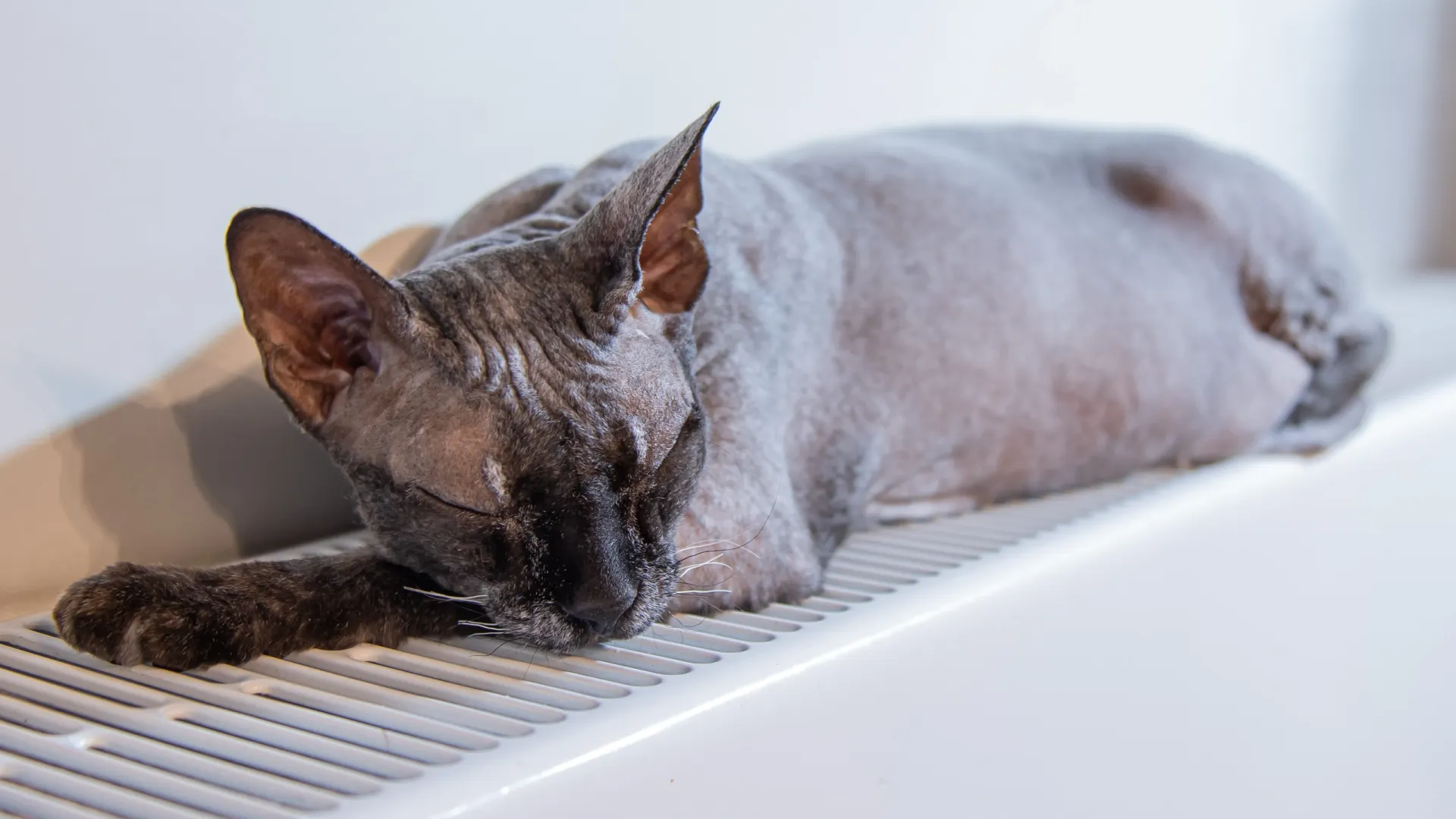 Сфинкс. Фото: Юлия Терешина / АНО «Ямал-Медиа»