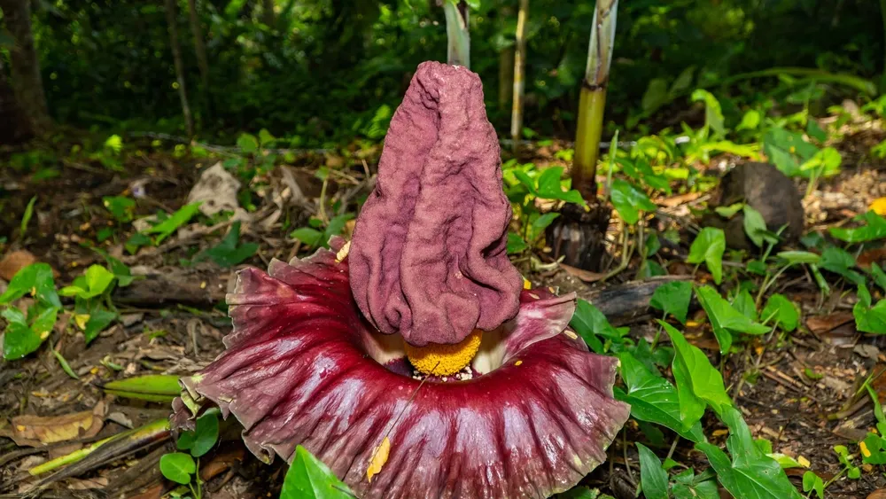 Фото: Heri_Riswana/Shutterstock/Fotodom