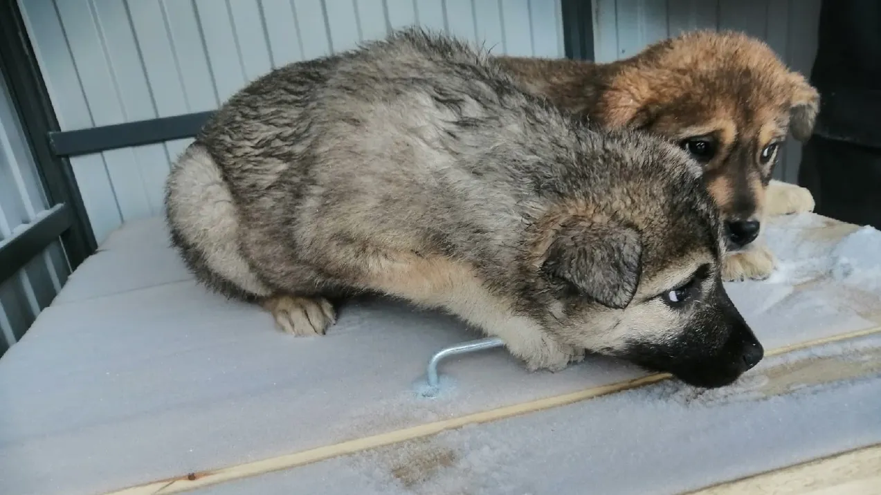 Фото: Эльвира Смолякова/vk.com/priyut_dobroe_serdce