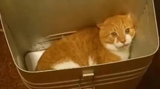 ВКонтакте, паблик «Кота Кузю не вернуть, но их накажем»