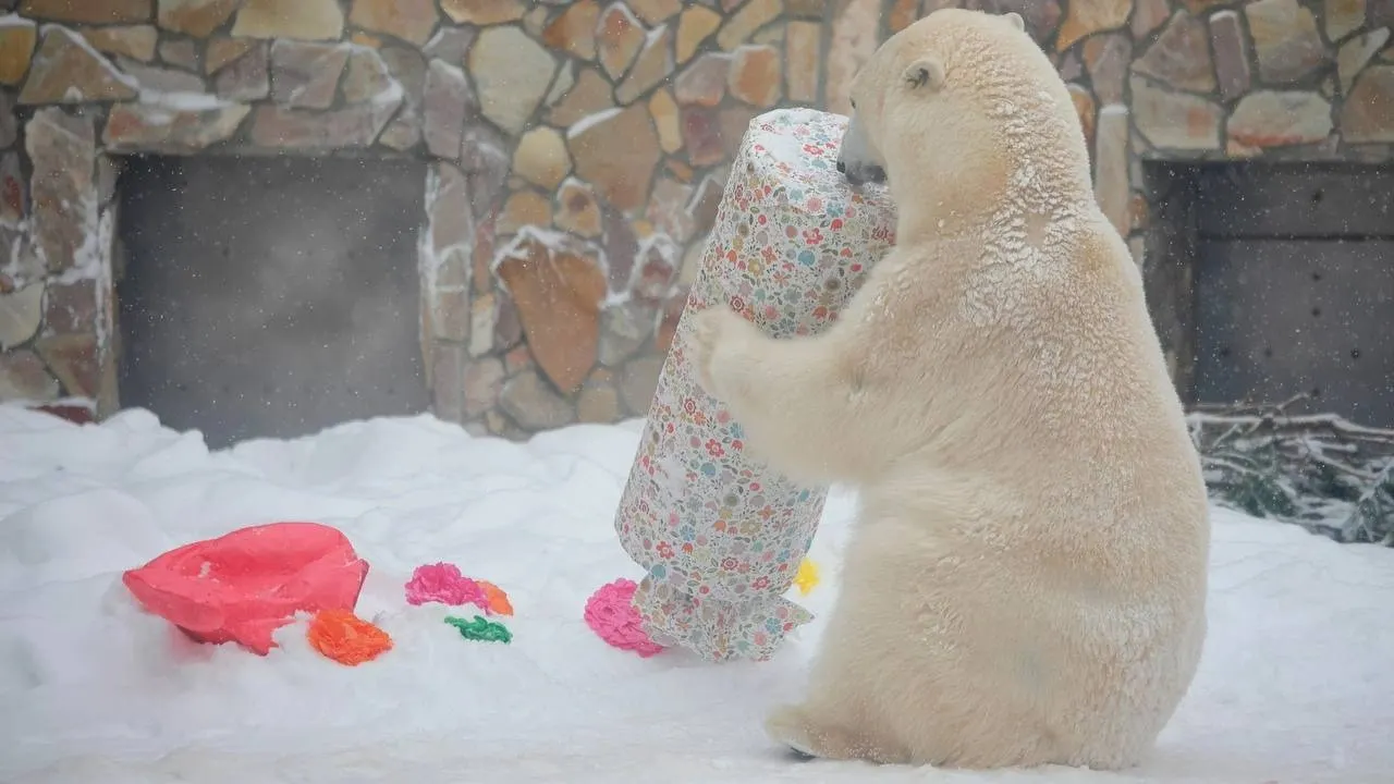 Медведица Хаарчаана получает новогодние подарки. Фото: пресс-служба Ленинградского зоопарка