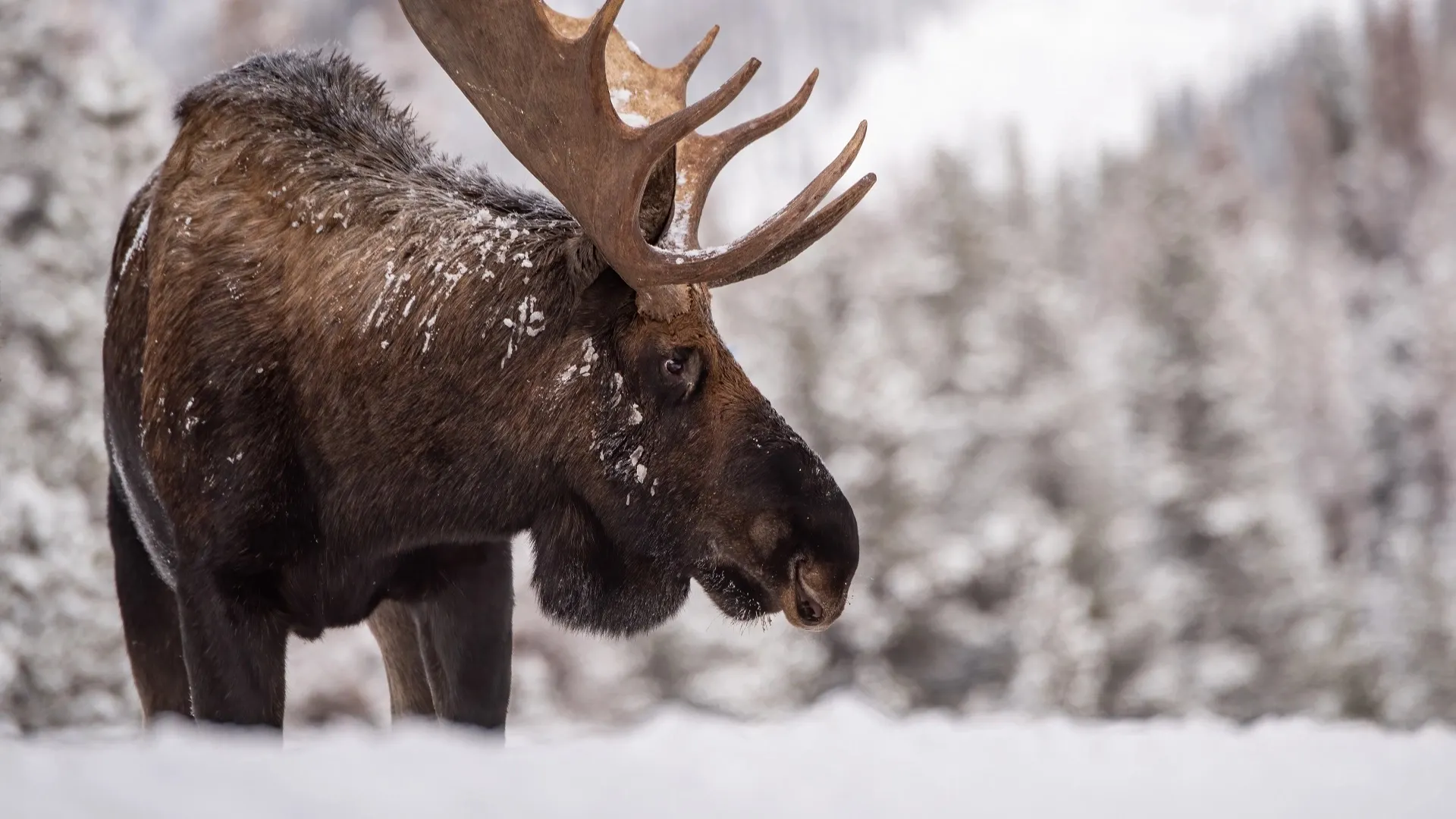 Фото: Harry Collins Photography/Shutterstock