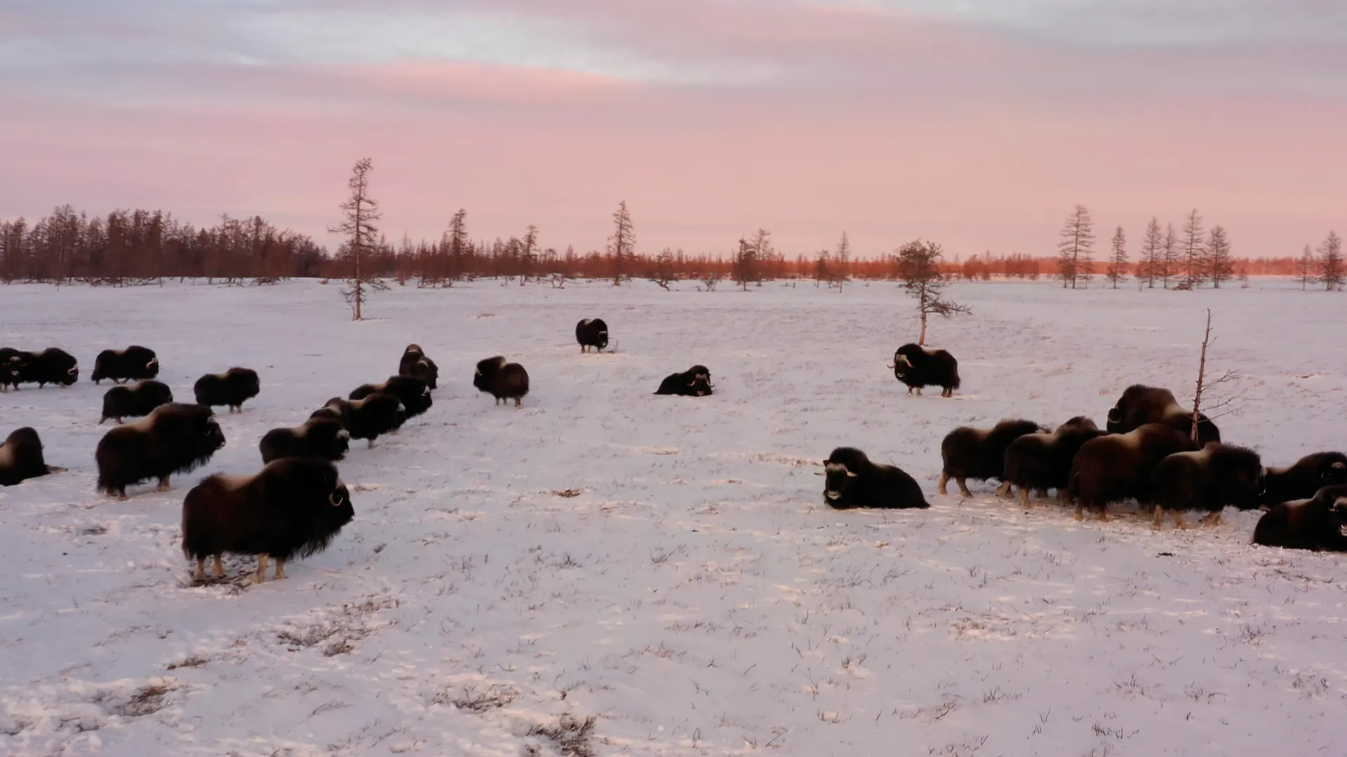 Фото: Новости Ямал
