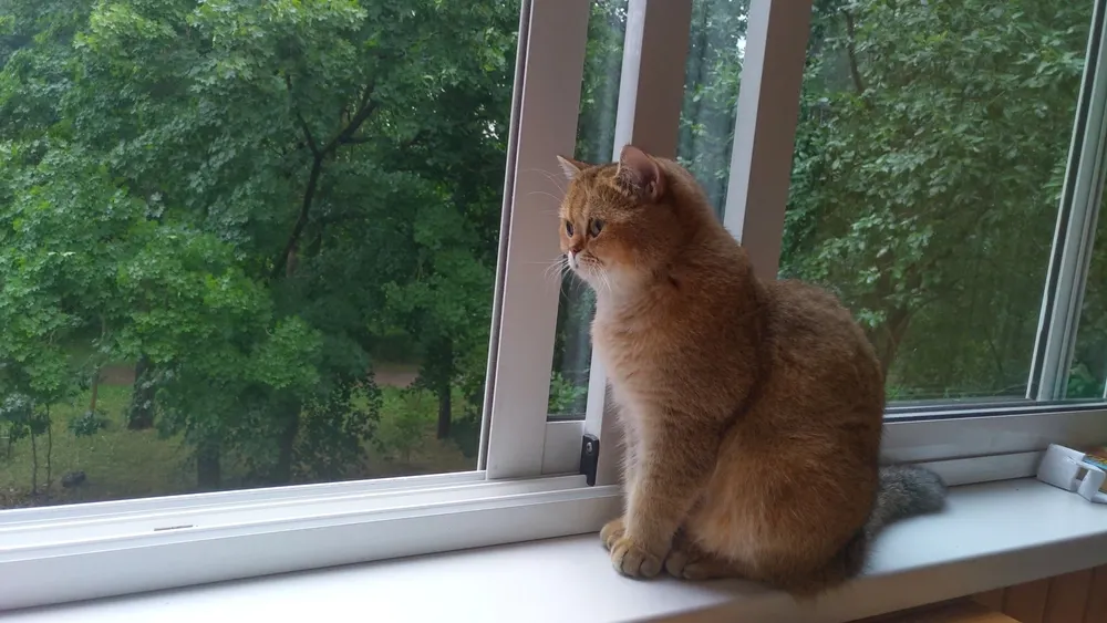 Фото: Balser/shutterstock.com