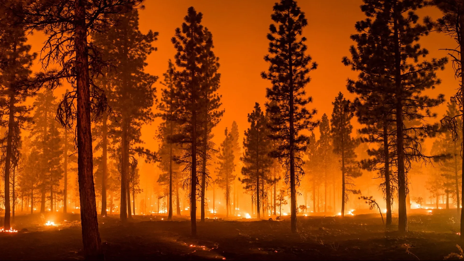 Фото: My Photo Buddy/Shutterstock/Fotodom