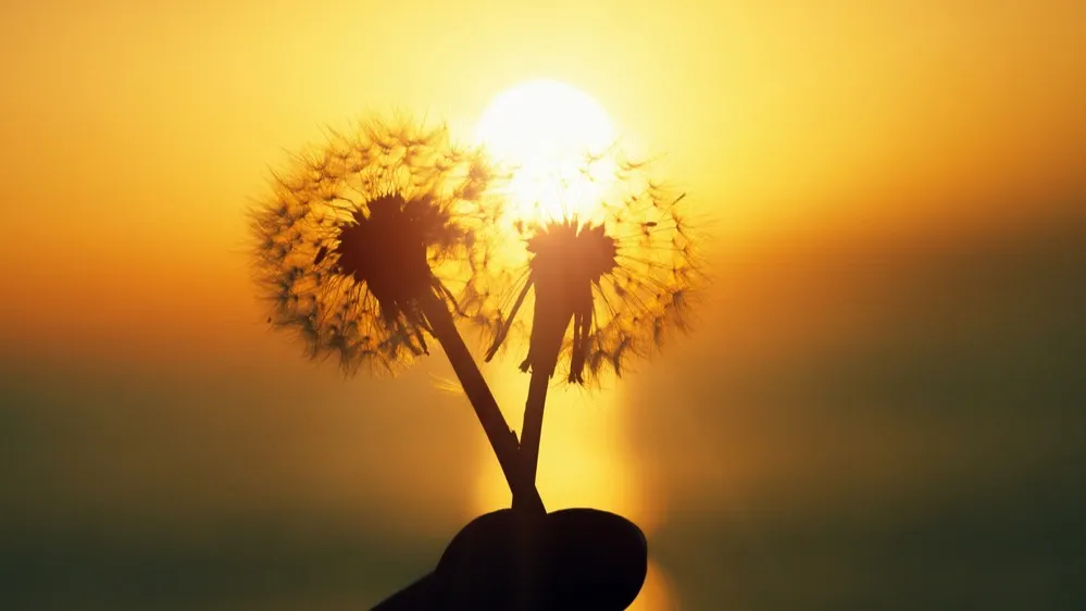 Фото: Alina Kruk/Shutterstock/Fotodom