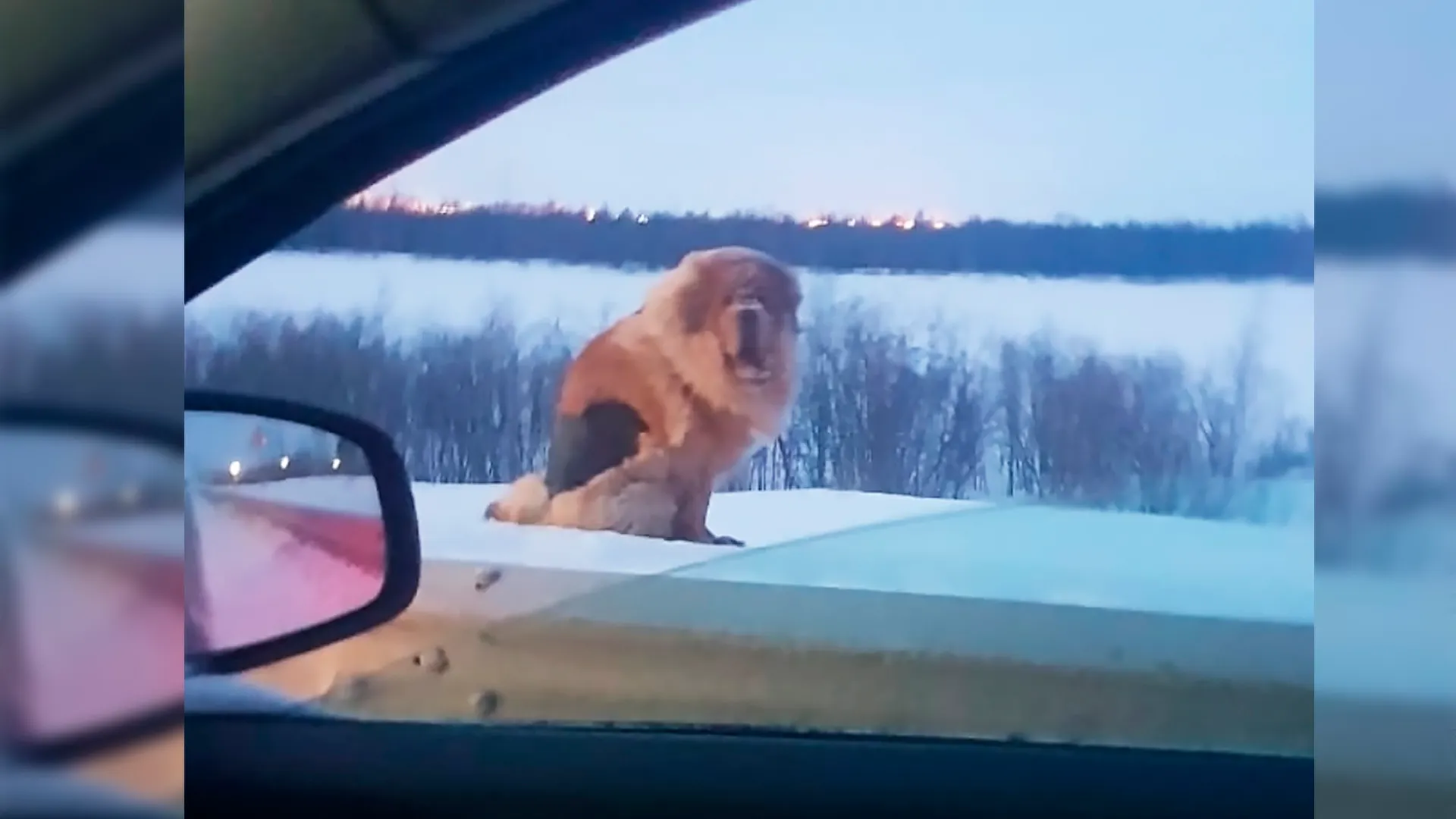 Фото: vk/ ГОРОРО | Новый Уренгой