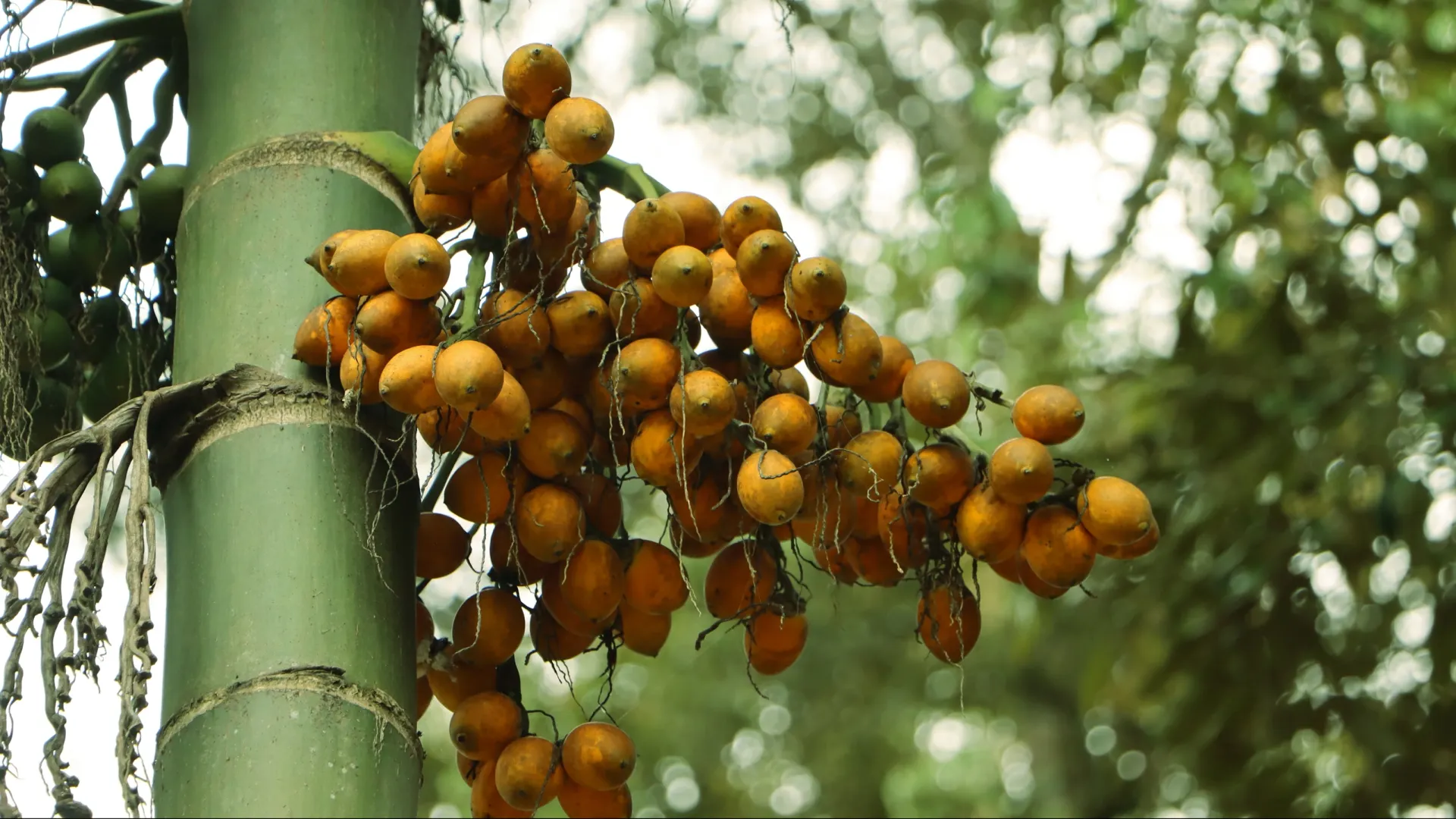 Плоды арековой (бетелевой) пальмы — бинлан. Фото: Esrom Aritonang/Shutterstock/Fotodom