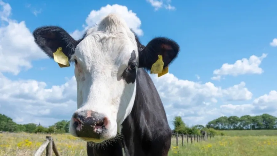 Фото: Anton Havelaar/shutterstock.com