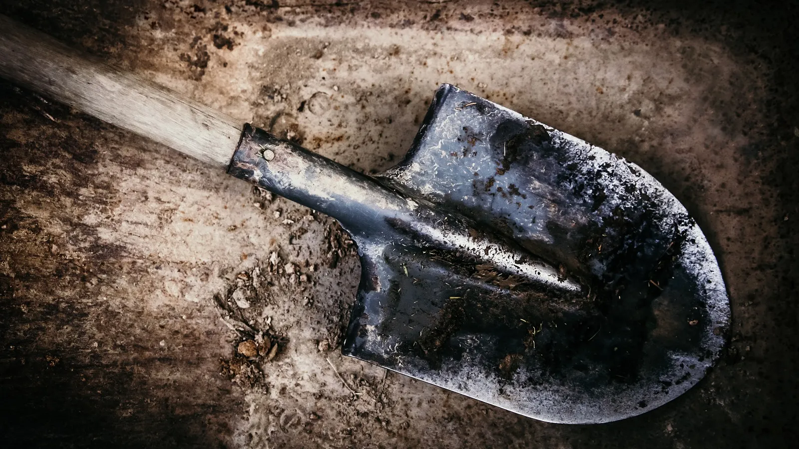 Фото: Yulia Moiseeva/Shutterstock