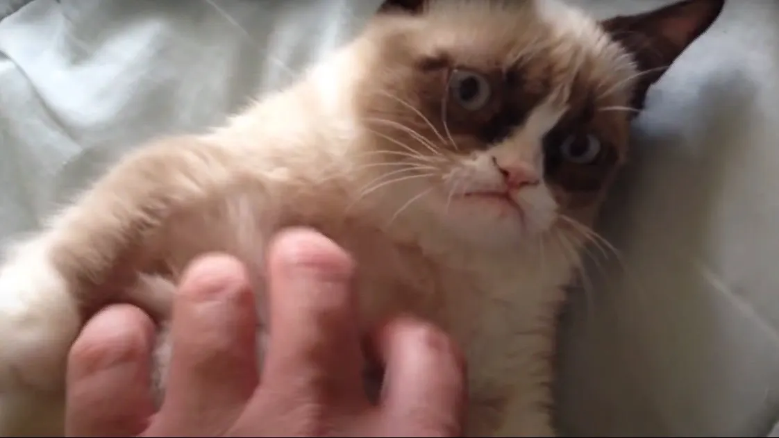 Фото: YouTube-канал Real Grumpy Cat