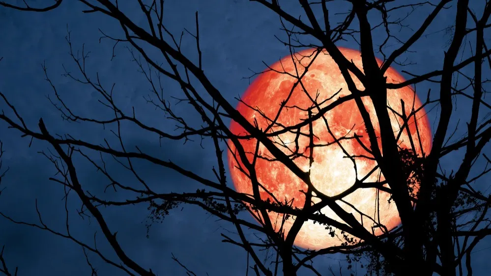 Фото: Darkfoxelixir/Shutterstock/Fotodom