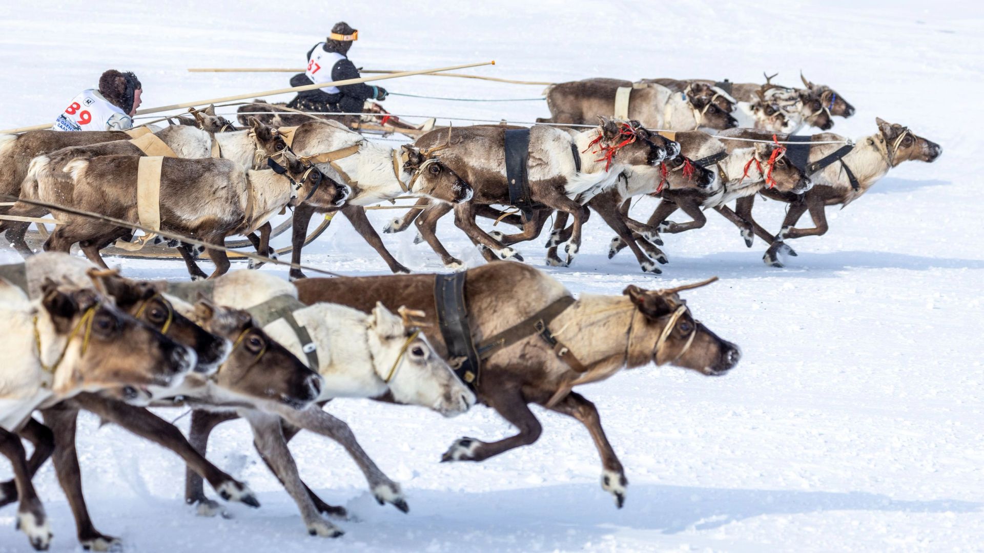 Виктор Пяк из Ханымея победил в гонках на оленьих упряжках в Тарко-Сале