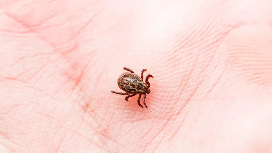 Фото:  nechaevkon/shutterstock.com