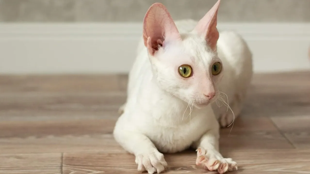 Корниш-рекс. Фото: Надежда Горбатенко