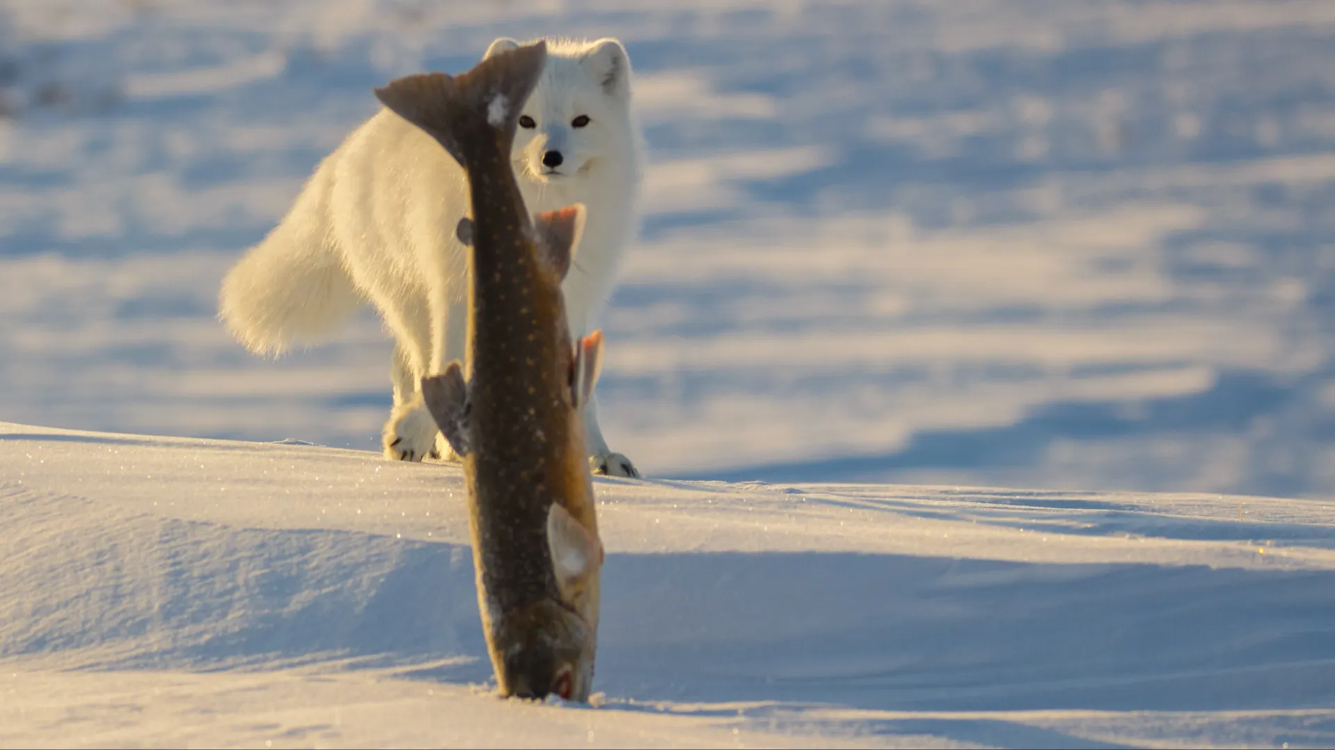 Фото: OLGA ALEXANDROVA/Shutterstock/Fotodom