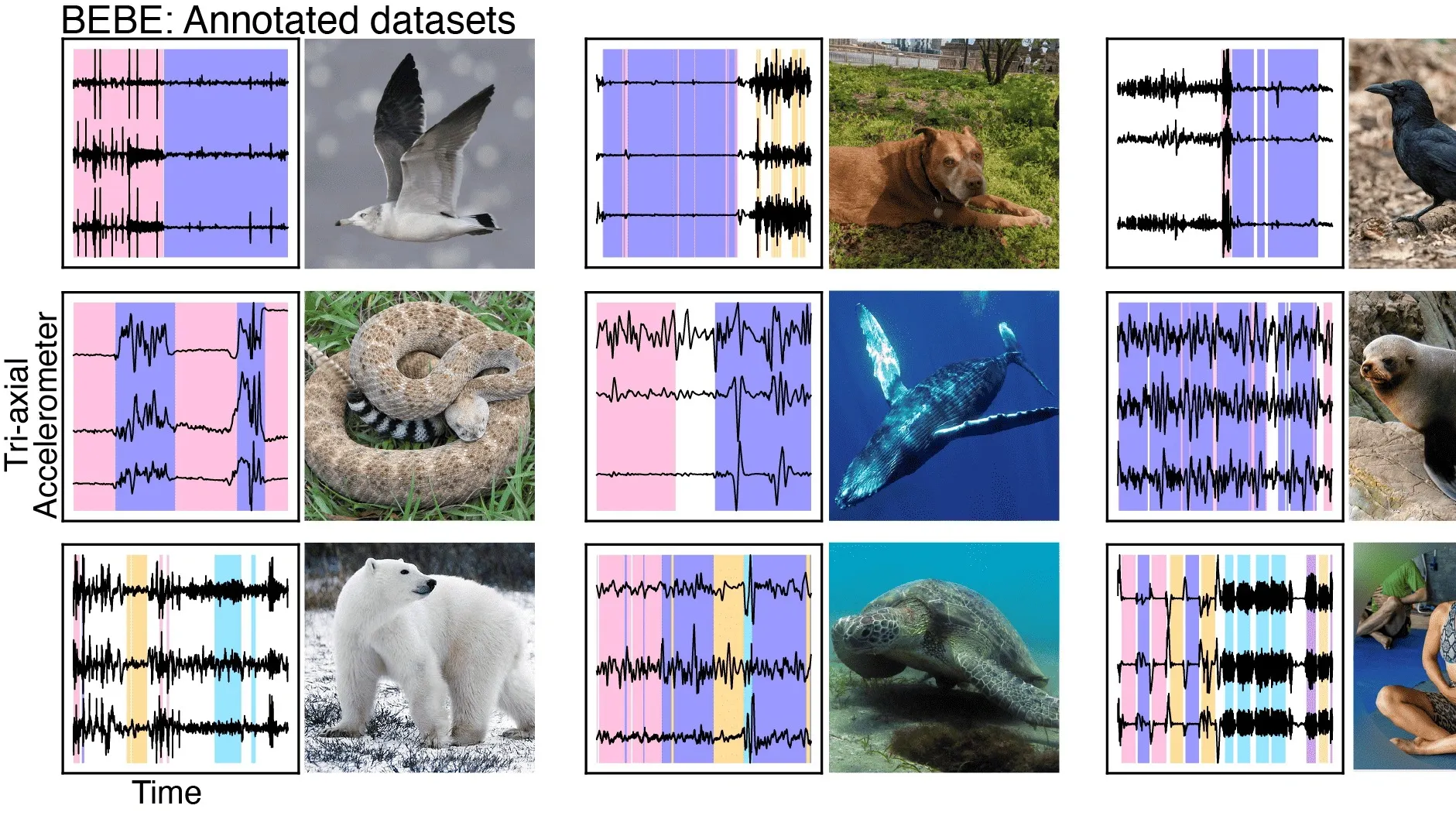 Фото: скриншот сайта earthspecies.org