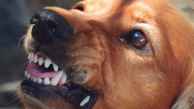 Фото: pxhere.com