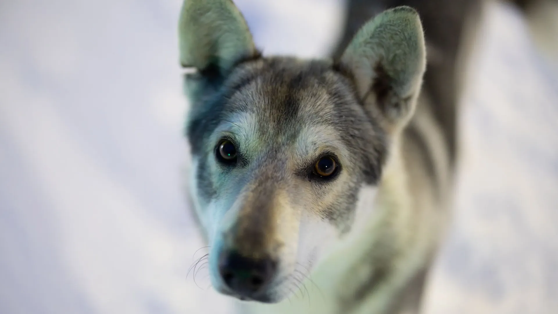Фото: Юлия Чудинова/«Ямал-Медиа»