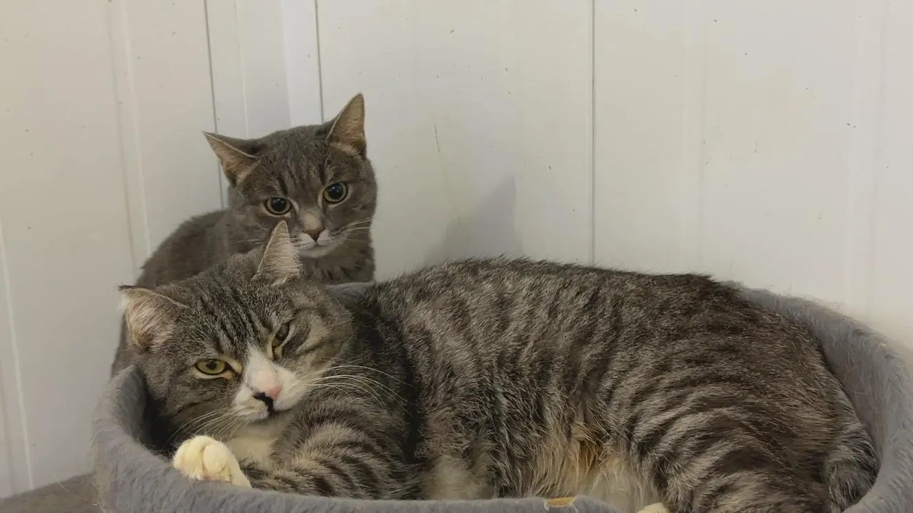 Кадр из видео: «Ямал-Медиа»