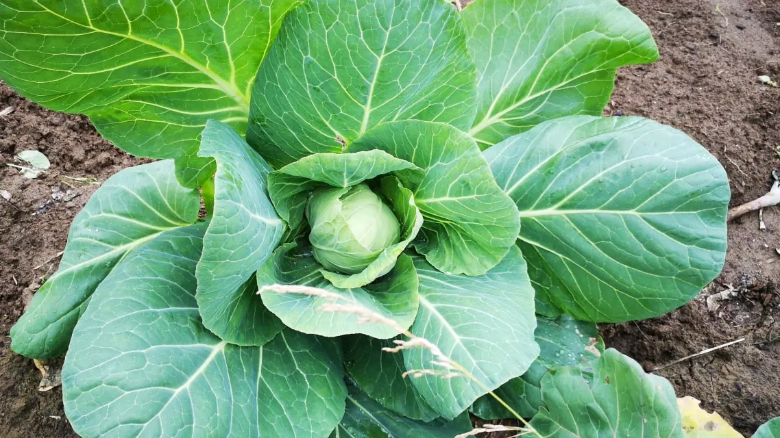 Урожай капусты