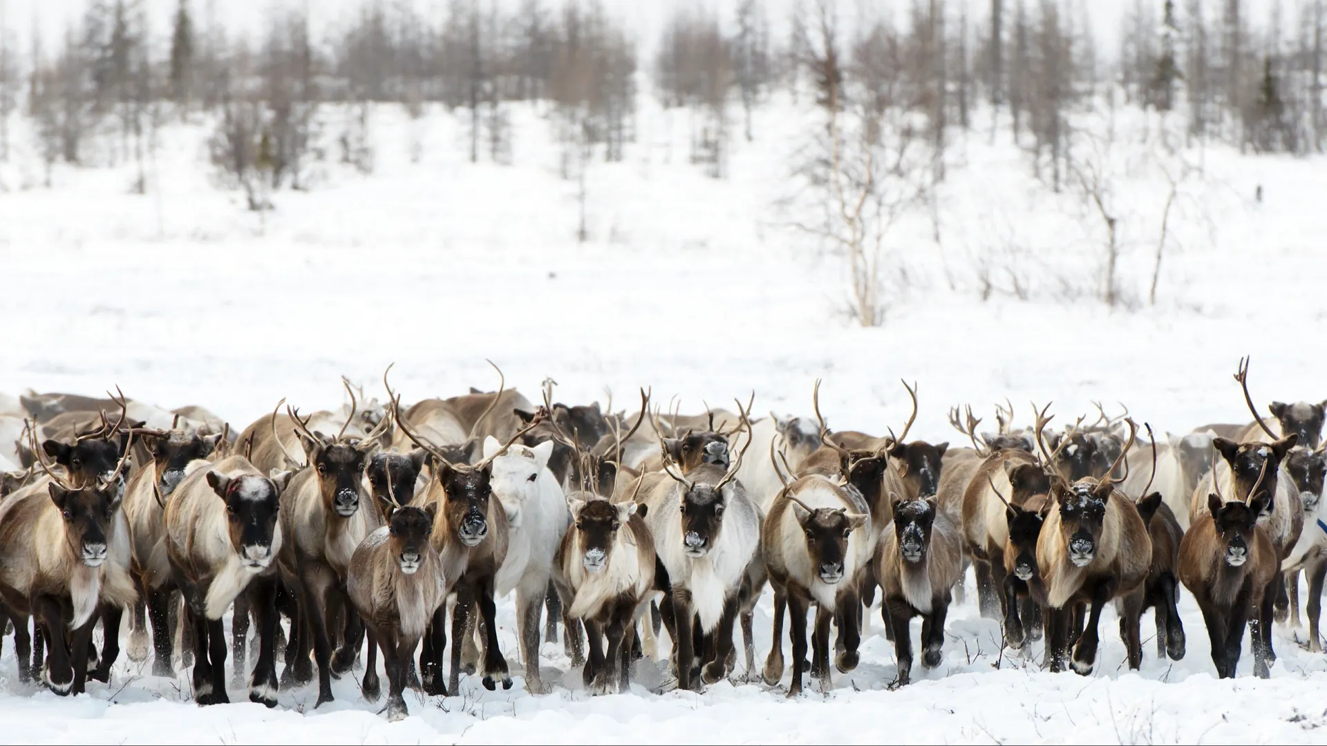 Фото: longtaildog/Shutterstock/Fotodom