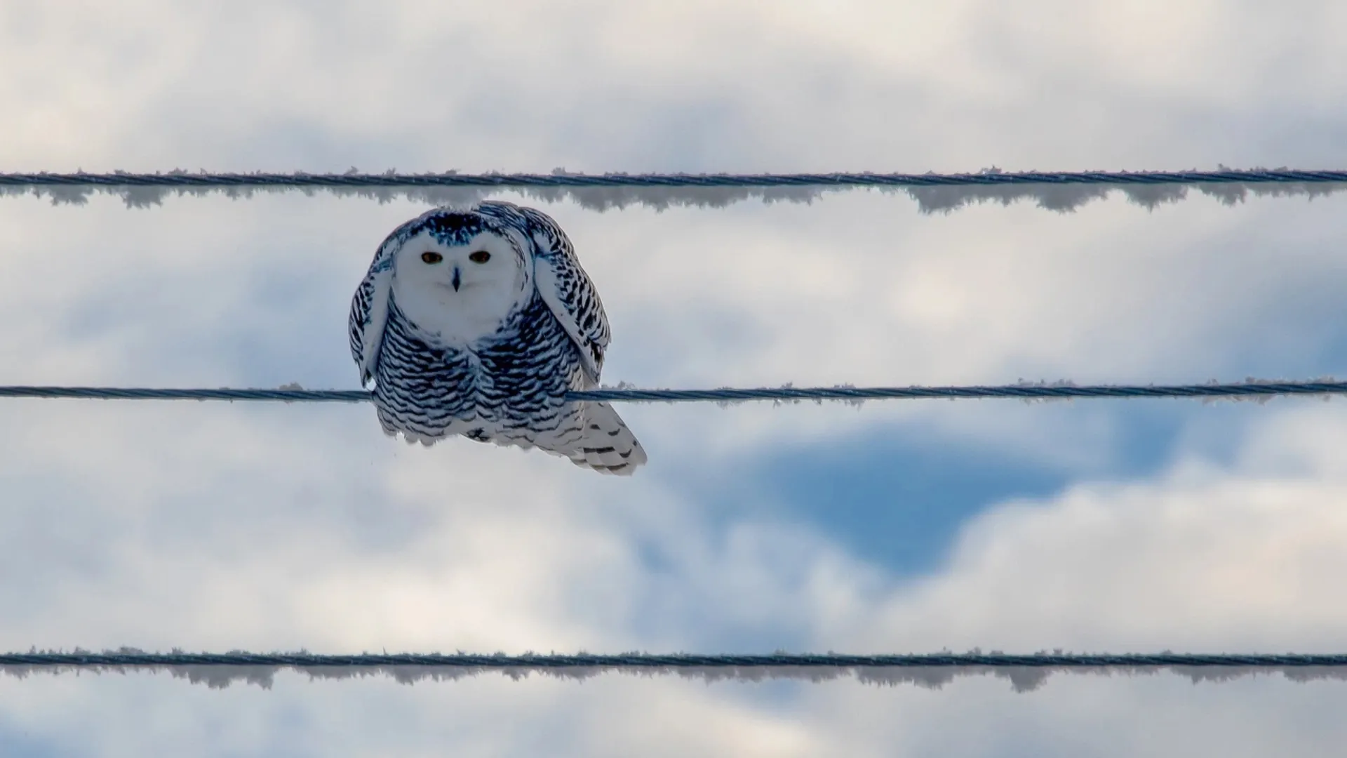 Фото: vk.com/iost1000