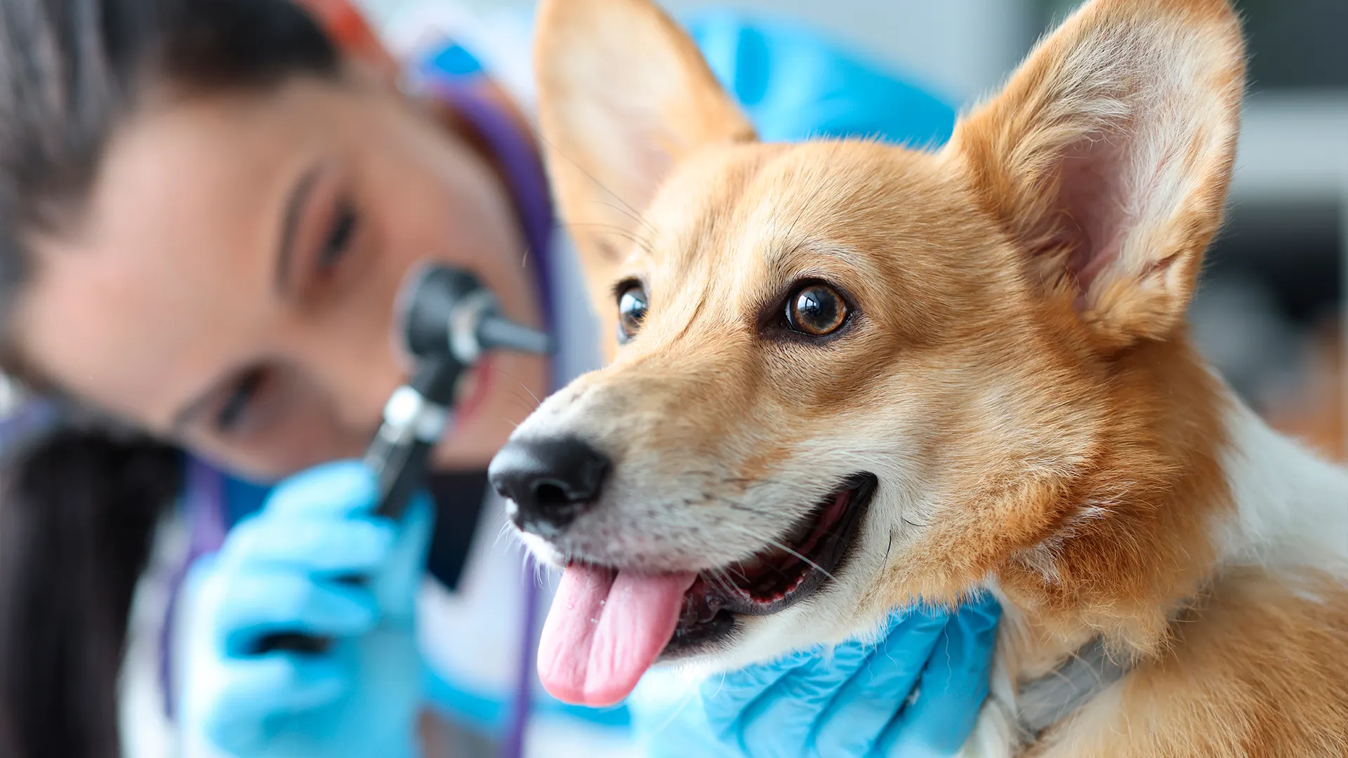 Фото: megaflopp/shutterstock.com