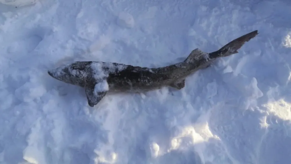 Фото: пресс-служба Ново-Уренгойского ЛО МВД России на транспорте